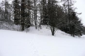 tvrziště od severu ( © Jan P. Štěpánek 03/2008)