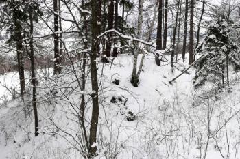lokalita tvrziště od jihovýchodu ( © Jan P. Štěpánek 03/2008)