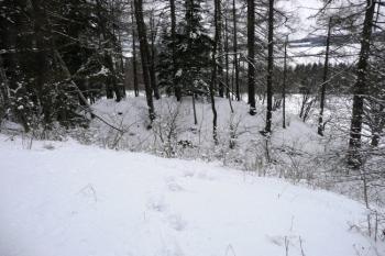 pahorek jádra z předpolí tvrze na severovýchodě ( © Jan P. Štěpánek 03/2008)