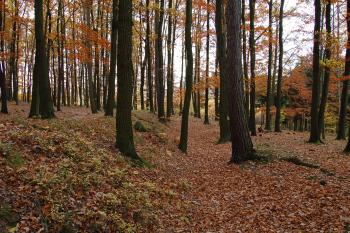 Dělostřelecký okop č. V (© rodo chrozit, 11/2010)