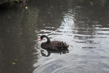 zámekcá labuť (© Nikola Mildová, 07/2013)