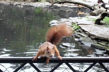 zámecká veverka (© Nikola Mildová, 07/2013)
