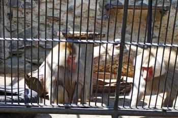 Zámek Kroměříž / UNESCO - V Podzámčí vládnou desítky let paviáni - jinde bývají medvědi, tady opice. (© Ivo Rozehnal, 07/2013)