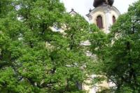 Kvasice