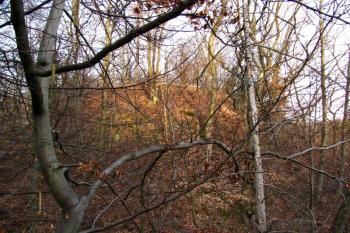 Vícov - Ježův hrad (© Dejv Róza, 03/2010)