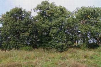 Otaslavice- Zajímavá zarostlá lokalita s teréními úpravami nad kostelem nedaleko hradů. (© Ivo Rozehnal 2005)
