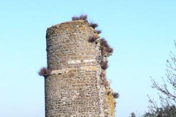 vysoký střep hlavní věže dolního hradu v pohledu z místa hradu horního ( © Jan P. Štěpánek 11/2009)