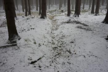 strouha vedoucí z příkopu kolem motte do blízké vodoteče (© Jan Večeřa, 01/2016)