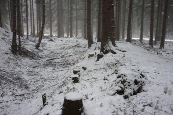 JV úsek příkopu kolem motte (© Jan Večeřa, 01/2016)