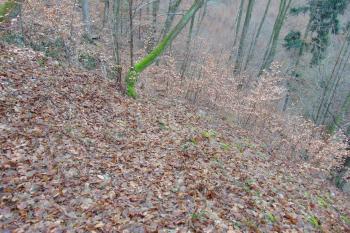 Přístupová pěšina vedoucí jižním úbočím do přední části hrádku (© Dušan Dohňanský 01/2021)