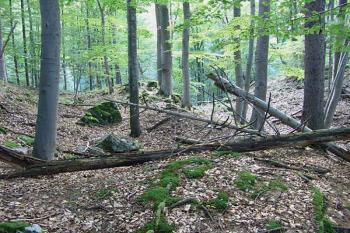 Dvojice příkopů před hrádkem ( © Roman Řezáč 10/2005)
