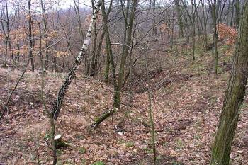 Příkop ( © Roman Řezáč 03/2004)