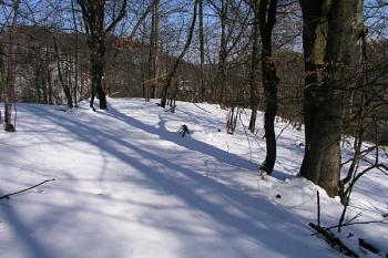 Svažité jádro hrádku, jeho severovýchodní část ( © Roman Řezáč 03/2004)
