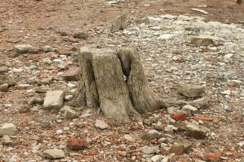 Pozůstatek stromu, který stával poblíž zámeckého dvora. ( © Miroslav BITTER 07/2007)