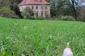 starý zámek s hnojníkem v popředí (© Rodochrozit, 10/2011)