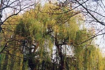 mohutná vrba (© Ťava 04/2004)