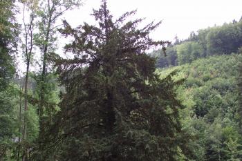  (© Michal Brůža, 06/2011)