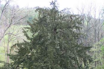 Pernštejnský tis (© Ivan Grisa, 05/2008)