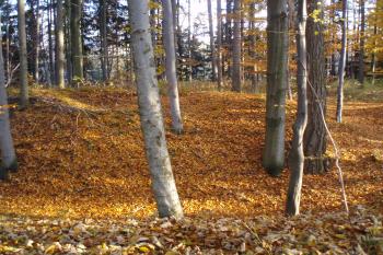  (© Jan Švejkar, 10/2010)