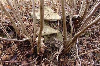 Zbytky zarůstajících kamenů v čele jádra ( © Roman Řezáč 03/2005)