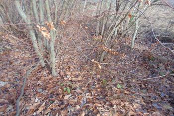 Deprese s množstvím stavebního kameniva -předpokládané místo věže (© Dušan Dohňanský  12/2023)