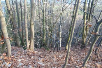 Příkrá strž podél východní strany hradního vrchu (© Dušan Dohňanský  12/2023)