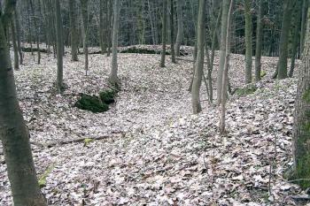  ( © Luděk Pitter 03/2005)