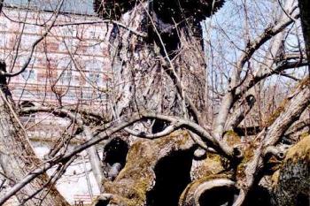 Kamenice nad Lipou - zámek (© Štěpán Kučera 04/2006)