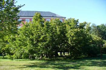 Kamenice nad Lipou - prastará lípa (© Pavel Jarý,  05.08.2007)