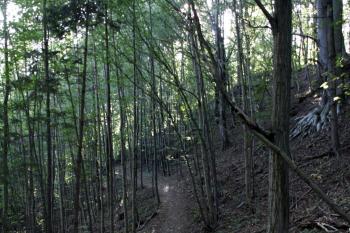 Přístupová komunikace obcházející předhradí je zřejmě původní ( © Iva Spurná 26.9.2009)