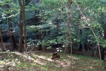 Stále zřetelné valy opevňující předhradí ( © Kasumi 26.9.2009)
