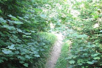 Pohled do příkopu na přístupové cestě (© Petr Nožička, 07/2006)