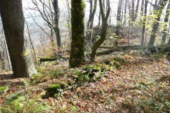 pohled na východní část předhradí ( © Jan P. Štěpánek 10/2008)