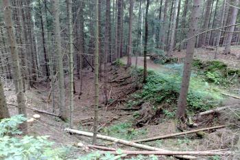 Šíjový příkop? (© Miloš Král, 07/2010)