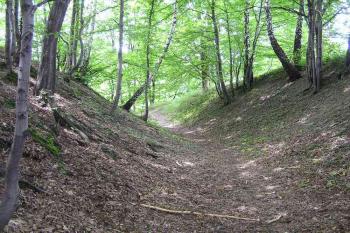 Mohutný okružní příkop hrádku (© Jan P. Štěpánek 2005)
