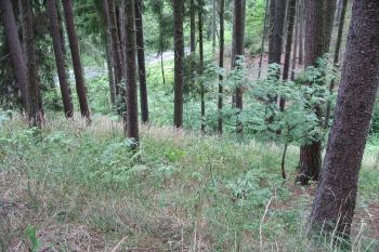 pohled do rokle či úvalu na jihozápadě (© D Dohňanský, 07/2014)