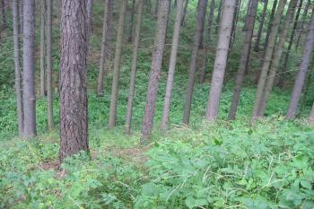 hluboká roklina na západě (© D Dohňanský, 07/2014)