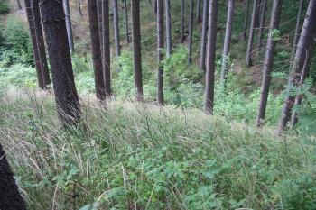 roklina na sever od centrálního plata (© D Dohňanský, 07/2014)
