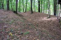 Haluzice