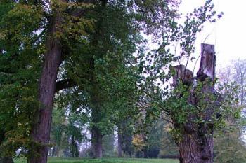 Zámecký park ( © Roman Řezáč 10/2004)