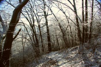 Ronov, kopec se zříceninou hradu (© Jiří Kaše, 01/2009)
