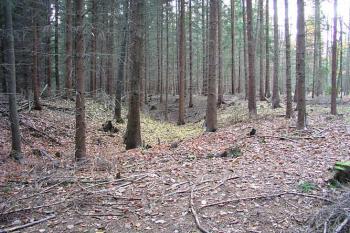 Příkop na západní straně ( © Roman Řezáč 11/2004)