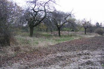 Pravděpodobné místo tvrze ( © Roman Řezáč 11/2004)