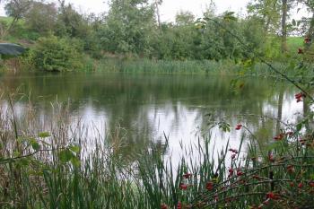 východně od tvrze je tento rybník (© D Dohňanský, 09/2014)