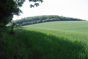 pohled ze záp. úpatí hrádku směrem na jz. (© D Dohňanský, 06/2015)