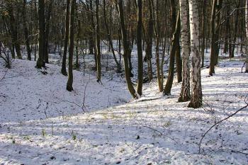 Severní část tvrziště se stále velmi dobře patrným příkopem ( © Roman Řezáč 11/2004)