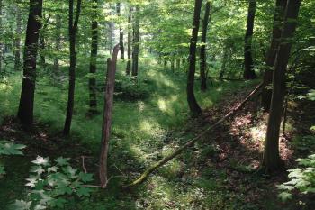 příkop s valem na sv. straně (© D Dohňanský, 06/2015)