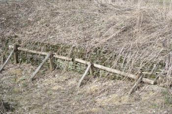  (© Michal Brůža, 03/2011)