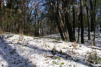Stále patrný příkop a val na východní straně tvrziště ( © Roman Řezáč 11/2004)