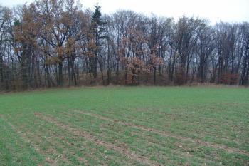 Pohled od jihu z přiléhajícího pole na hrádek ( © Roman Řezáč 11/2004)